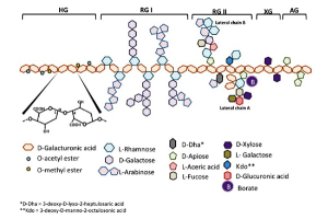 Science in Focus: Pectin stimulates anti-inflammatory bacteria in the gut